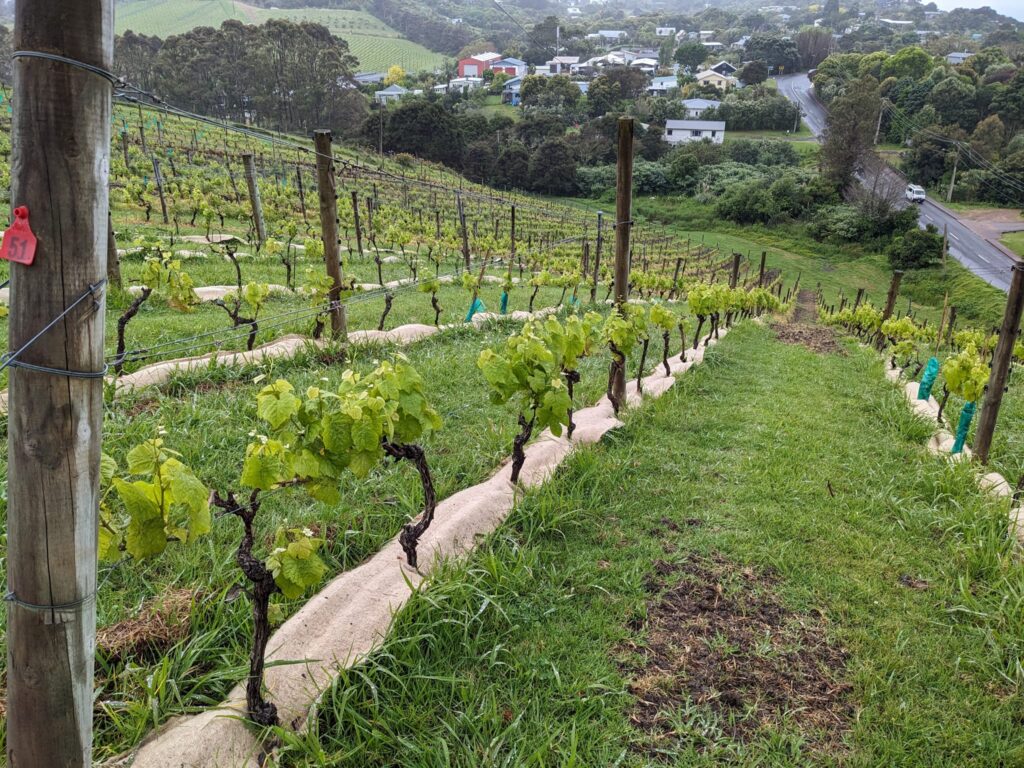 Wool weed mats NZ used in vineyard by Ywool – eco friendly wool protecting vines naturally